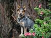 Trixie, Blue Heeler Puppy